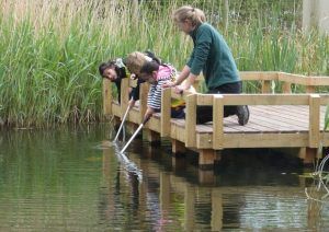 Pond dipping is such fun